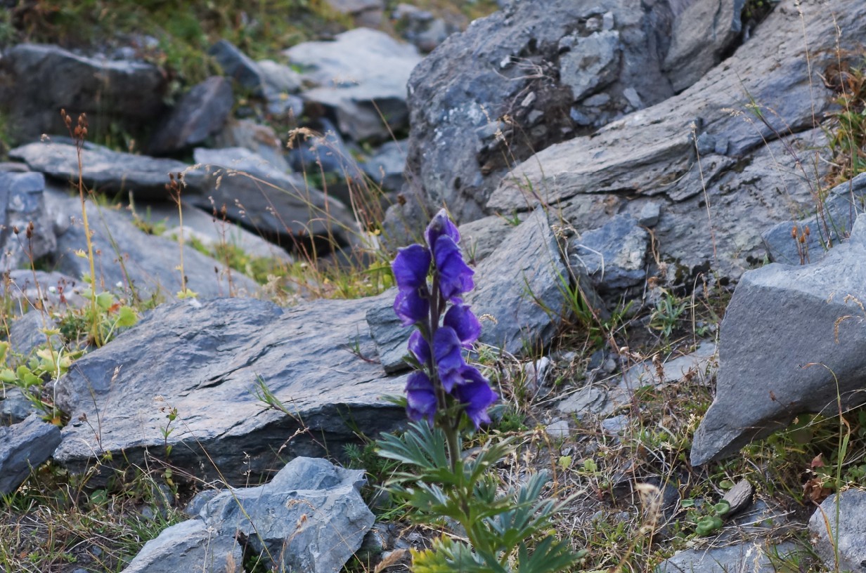 DSC00510
