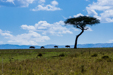  Kenia (Listopad-2013) 
